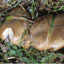 Aspect of a Pleurotus protected cultivation